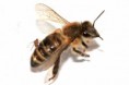 /album/insetos-e-outras-pragas/bee-flie-1024x682-jpg/